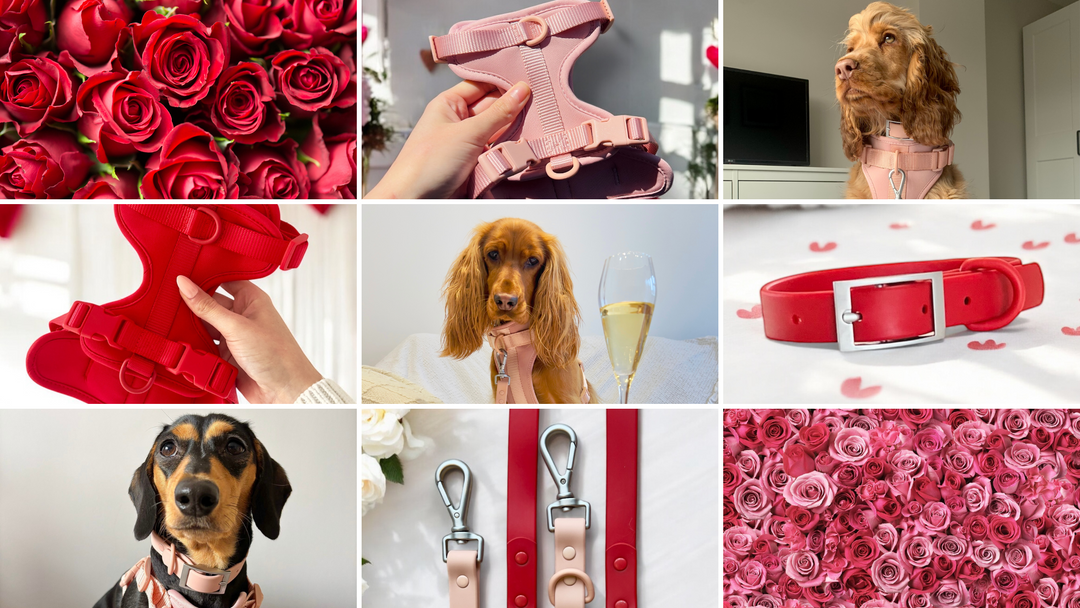How to Have the Cutest Valentine’s Day with Your Dog 🐶💘