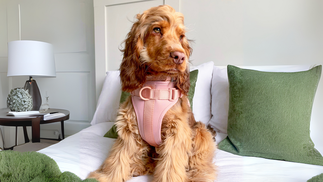 Dog Harness Types: Which One is Best for Your Pup?