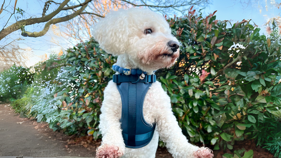 Brain Games to Keep Your Dog Engaged and Happy