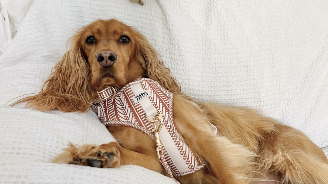 7 Autumn Photo Ideas With Your Dog