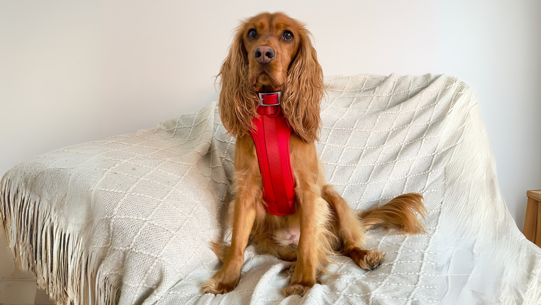 My dog always pulls: fun ways to teach loose lead walking