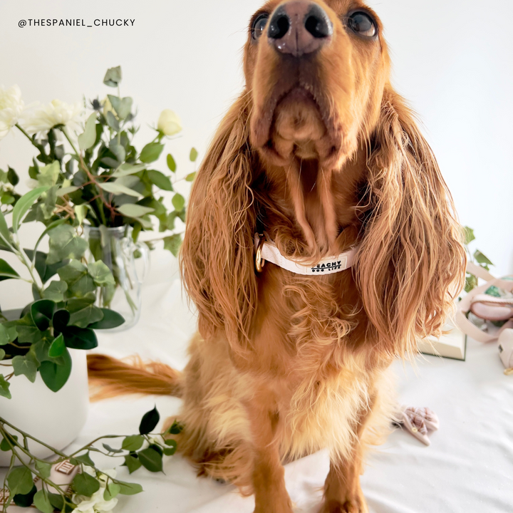 Ivory Cream Dog Collar