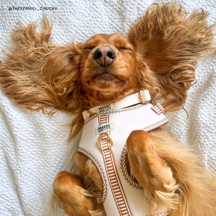Ivory Cream Adjustable Dog Harness