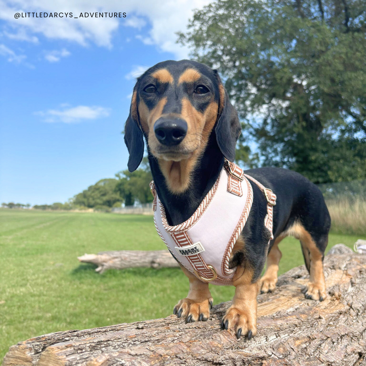 Ivory Cream Adjustable Dog Harness