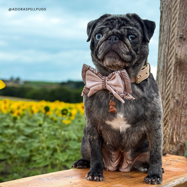 Ivory Spice Dog Bow