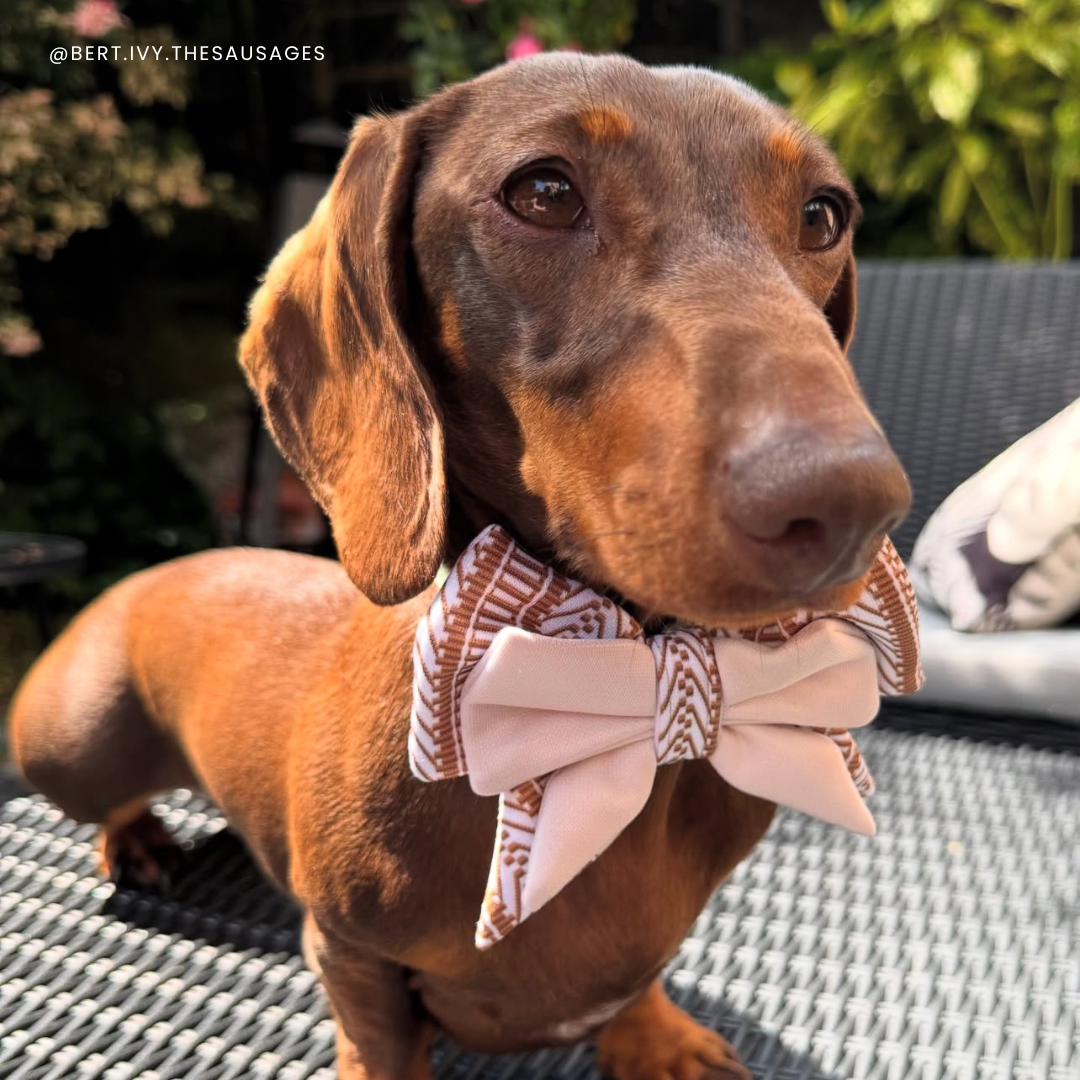 Ivory Spice Dog Bow