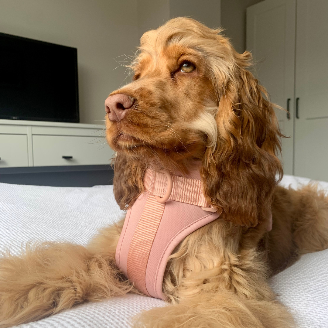 Pink dog harness on a cocker spaniel