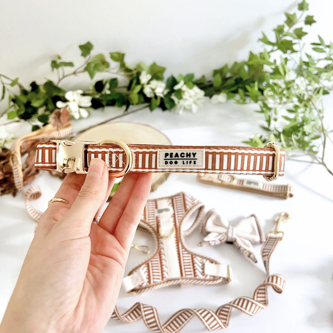 Ivory Spice Dog Collar