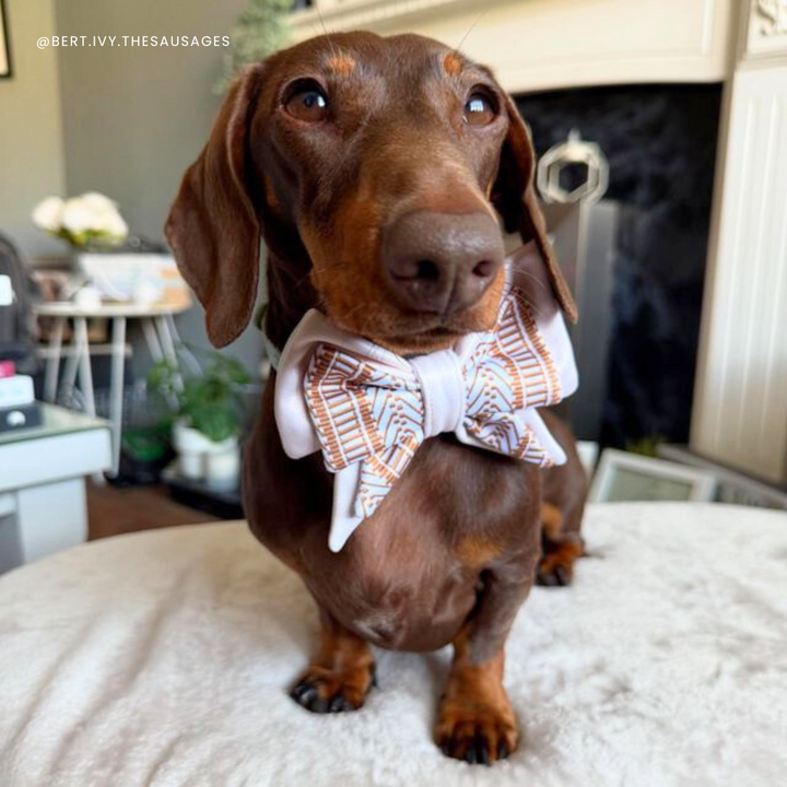 Ivory Cream Dog Bow