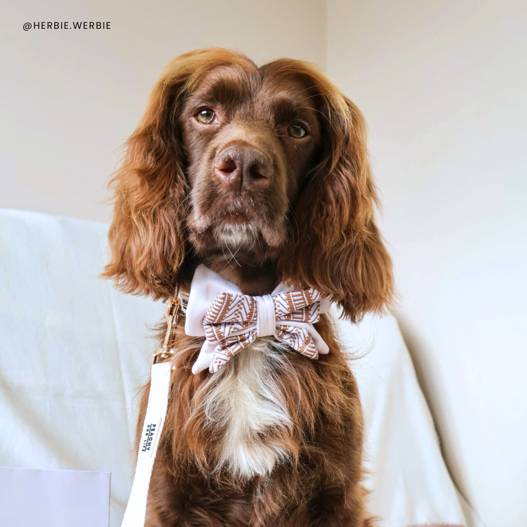 Ivory Cream Dog Bow