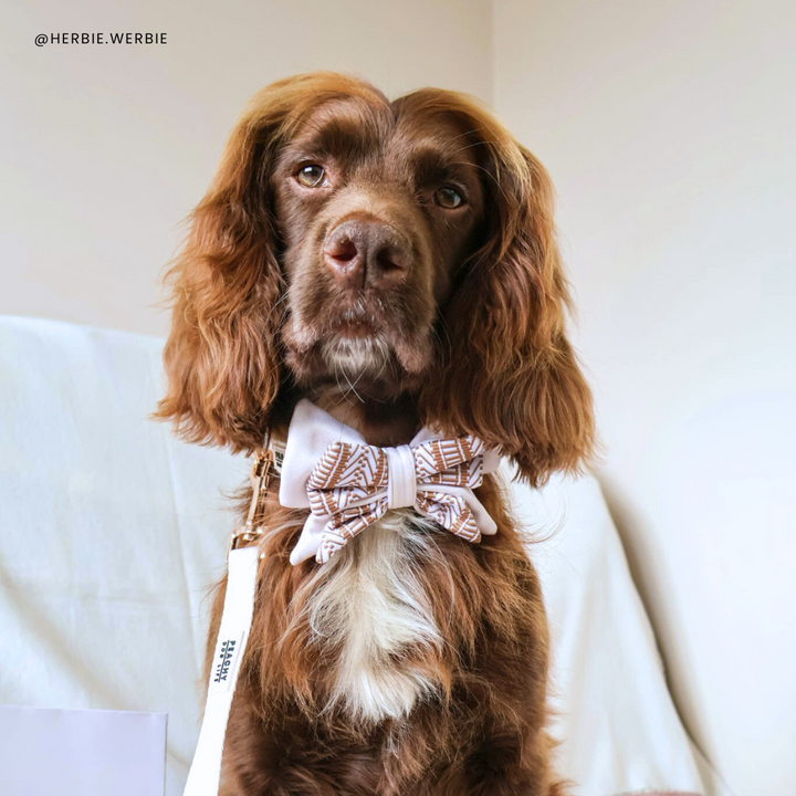 Ivory Cream Dog Bow