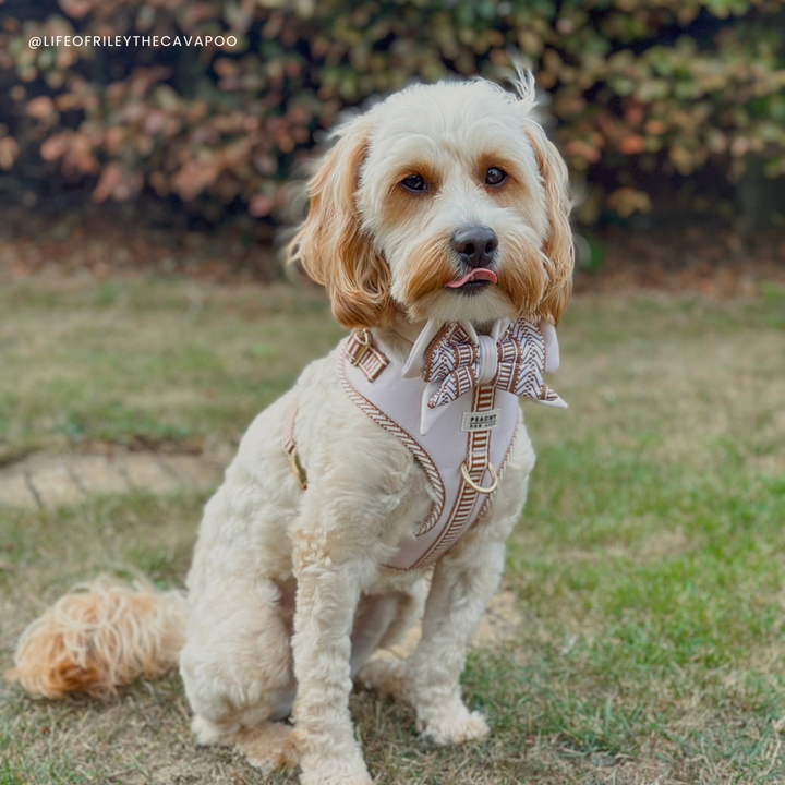 Ivory Cream Dog Bow
