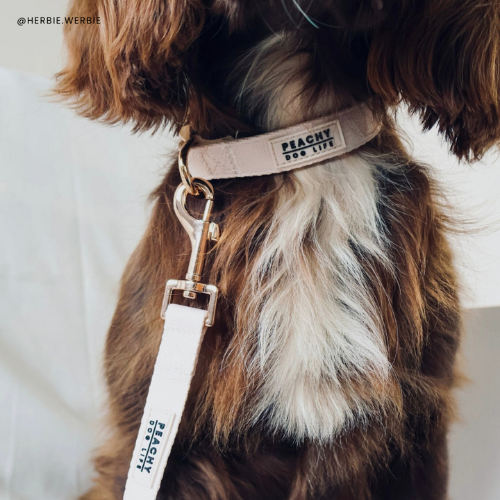 Ivory Cream Dog Collar
