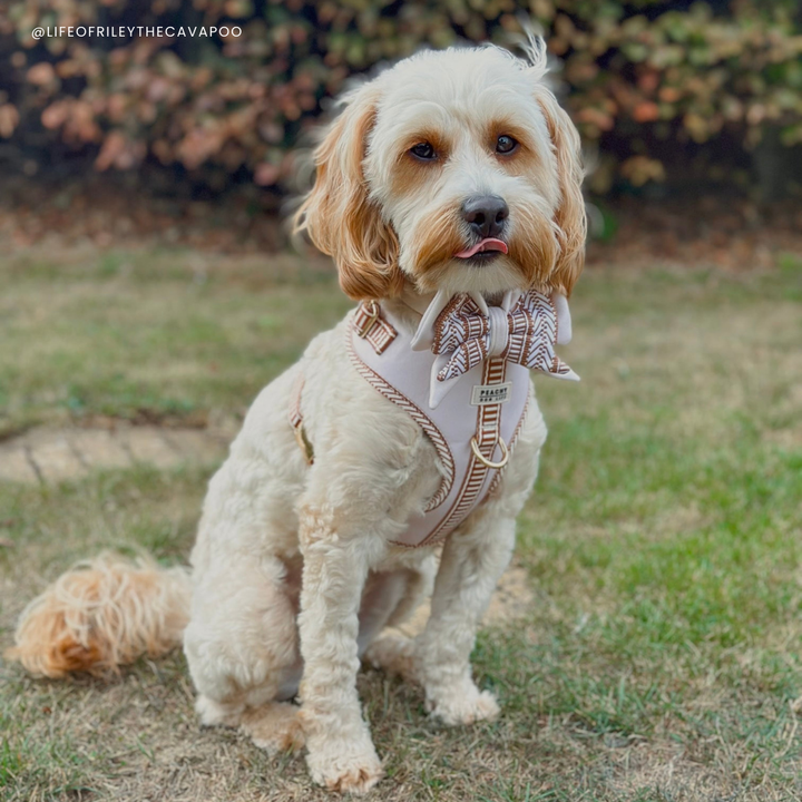 Ivory Cream Adjustable Dog Harness