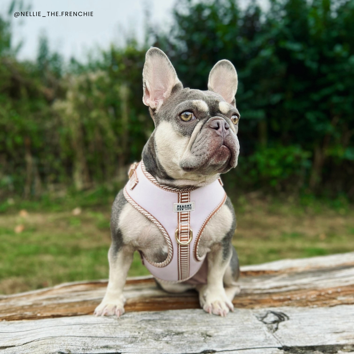 Ivory Cream Adjustable Dog Harness