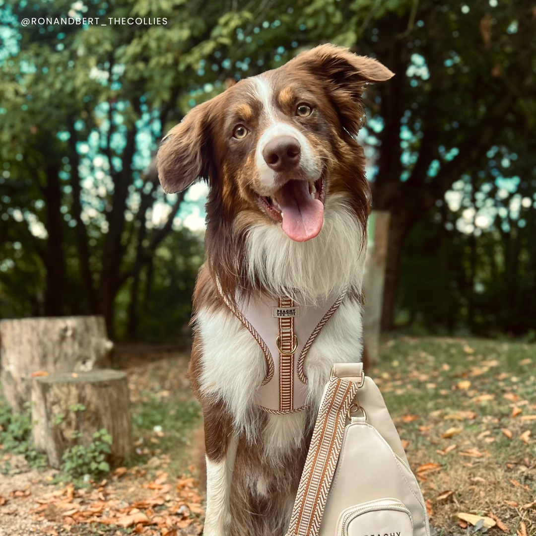 Ivory Cream Adjustable Dog Harness