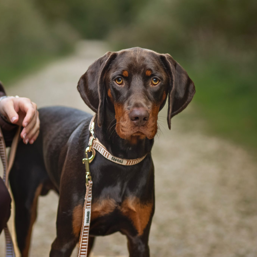 Ivory Spice Dog Collar