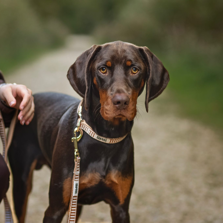 Ivory Spice Dog Collar