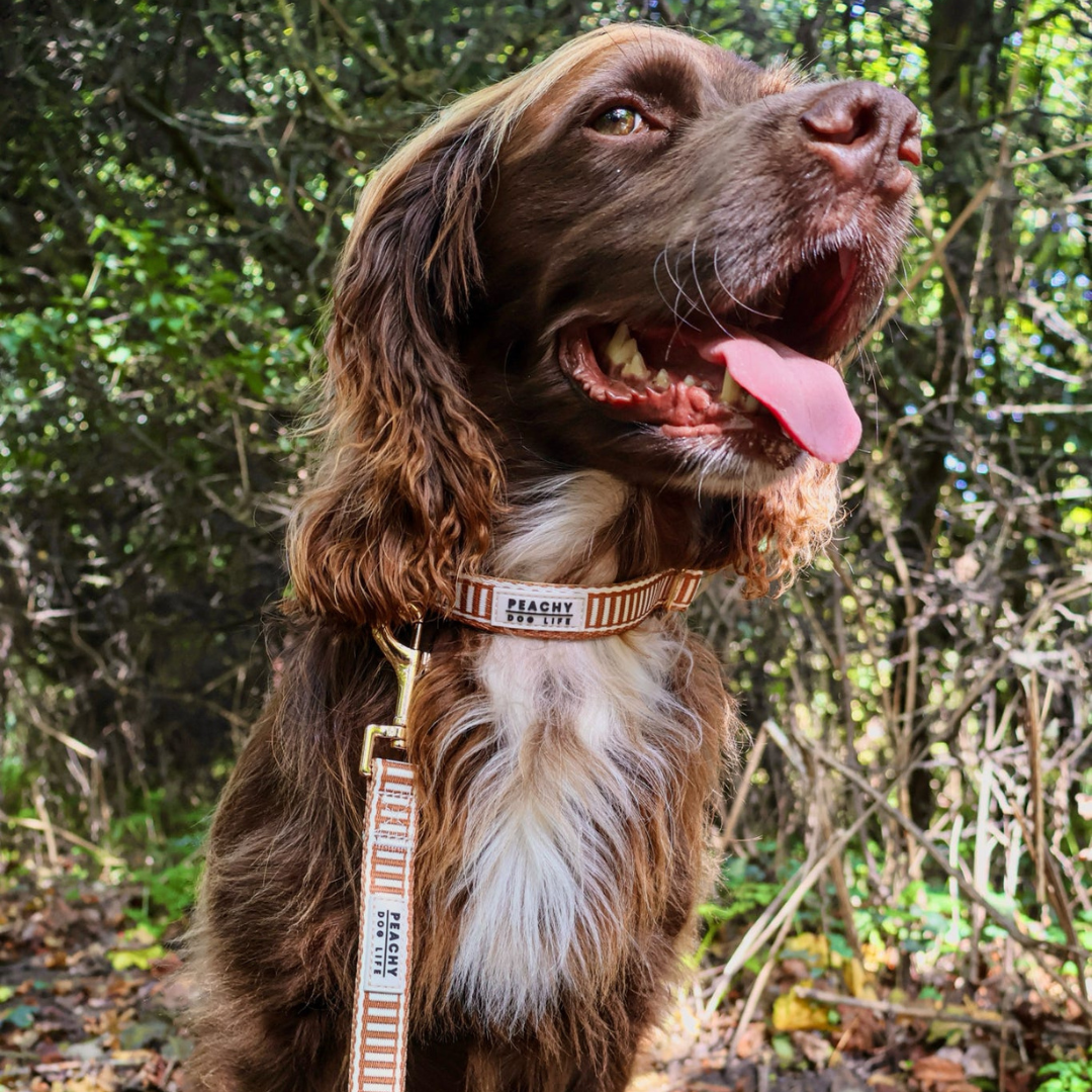 Ivory Spice Dog Collar