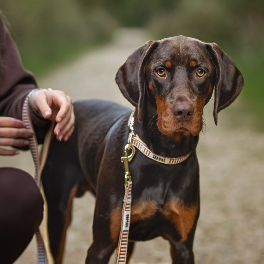 Ivory Spice Dog Lead