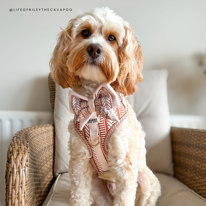 Ivory Spice Adjustable Dog Harness