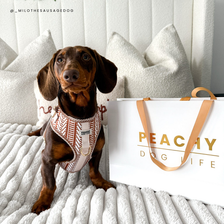 Ivory Spice Adjustable Dog Harness