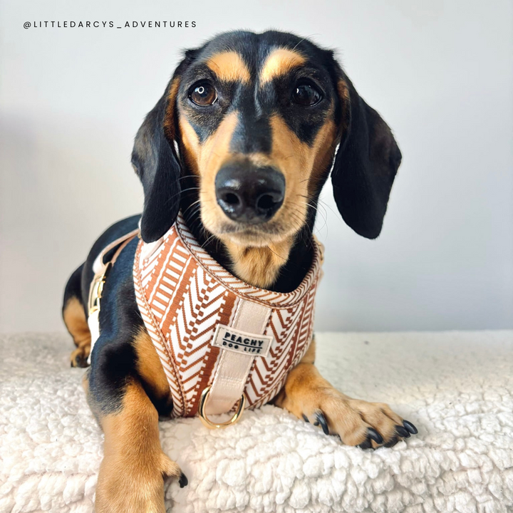 Ivory Spice Adjustable Dog Harness
