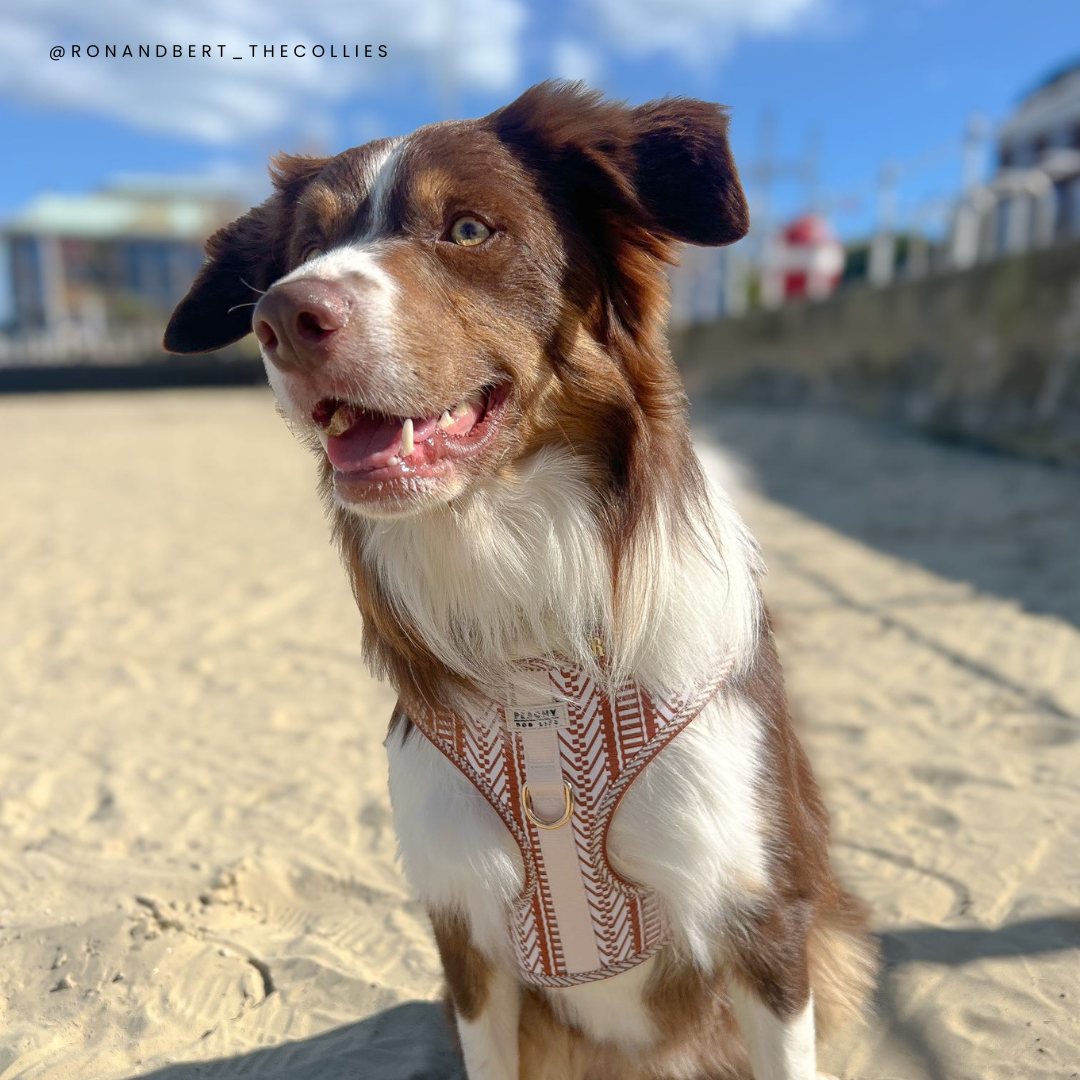 Ivory Spice Adjustable Dog Harness