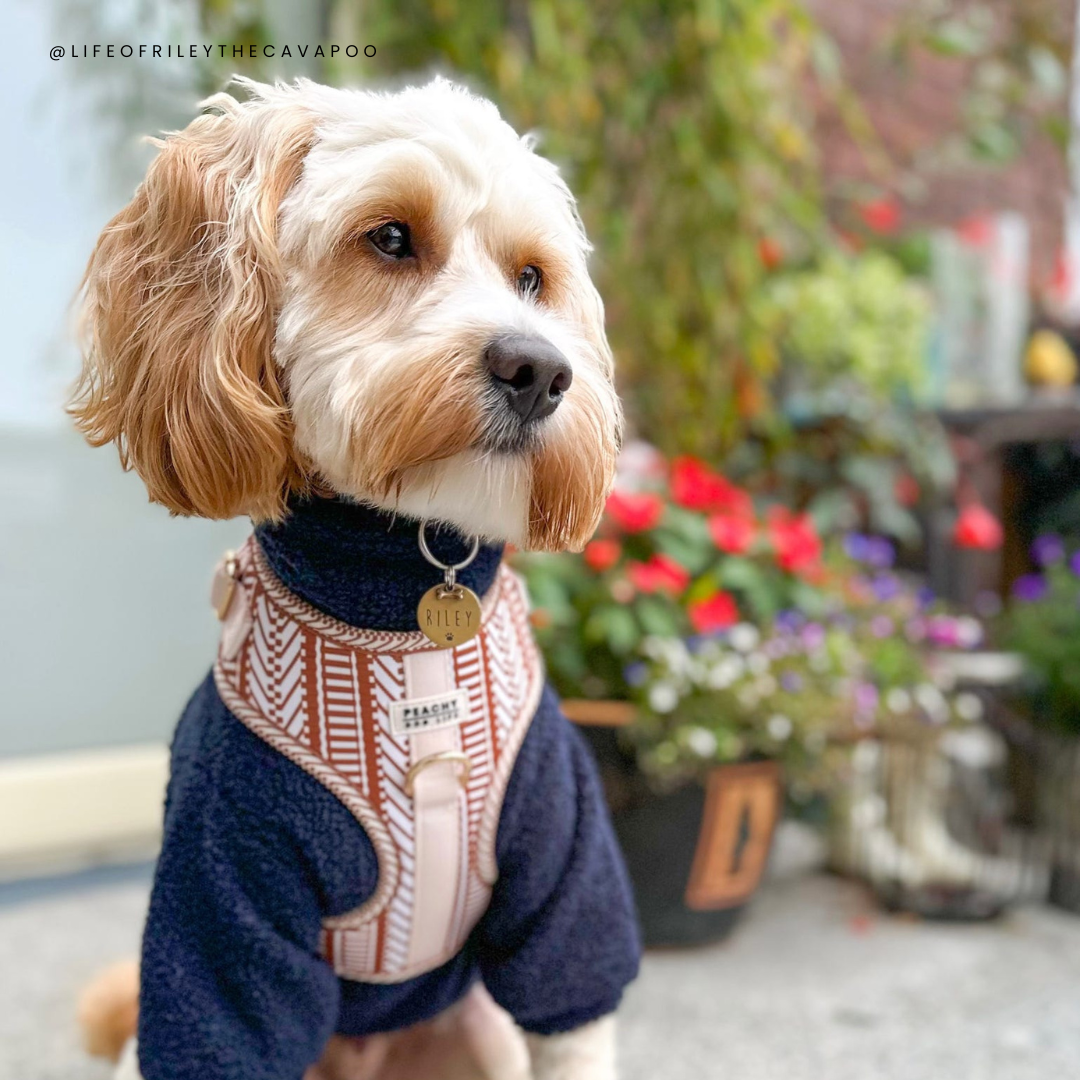 Ivory Spice Adjustable Dog Harness