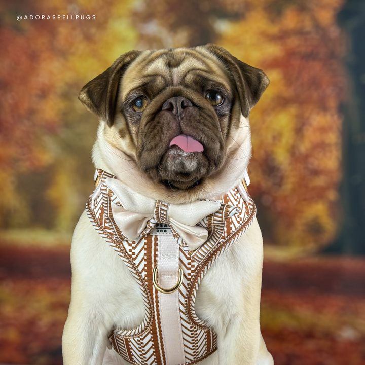 Ivory Spice Adjustable Dog Harness