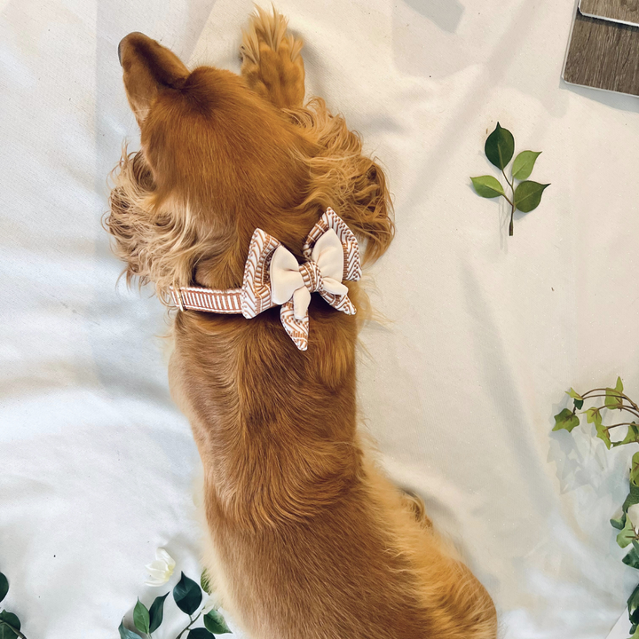 Ivory Spice Dog Bow