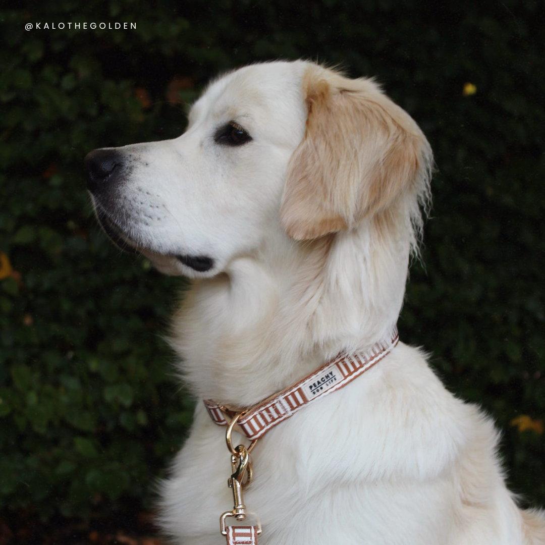 Ivory Spice Dog Collar