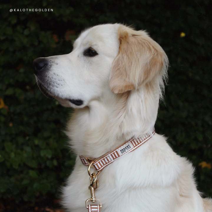 Ivory Spice Dog Collar