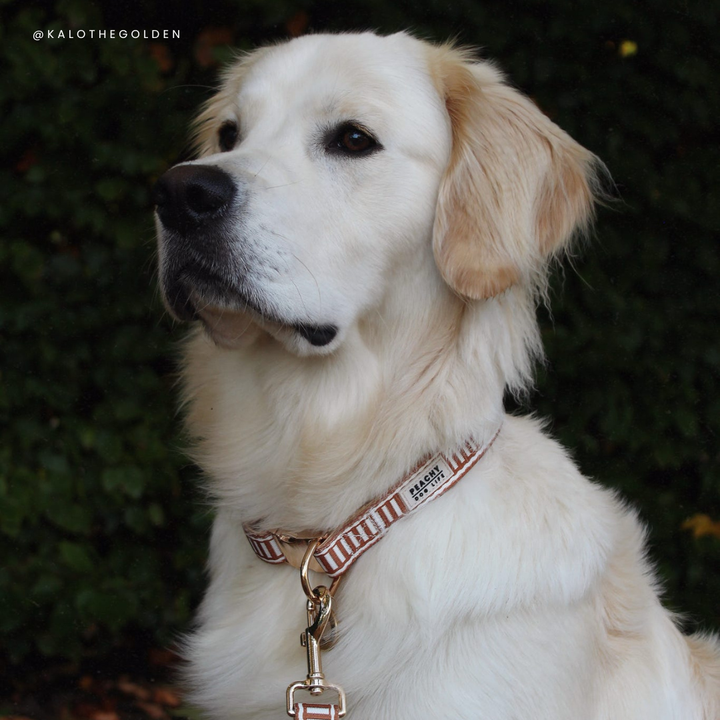 Ivory Spice Dog Collar