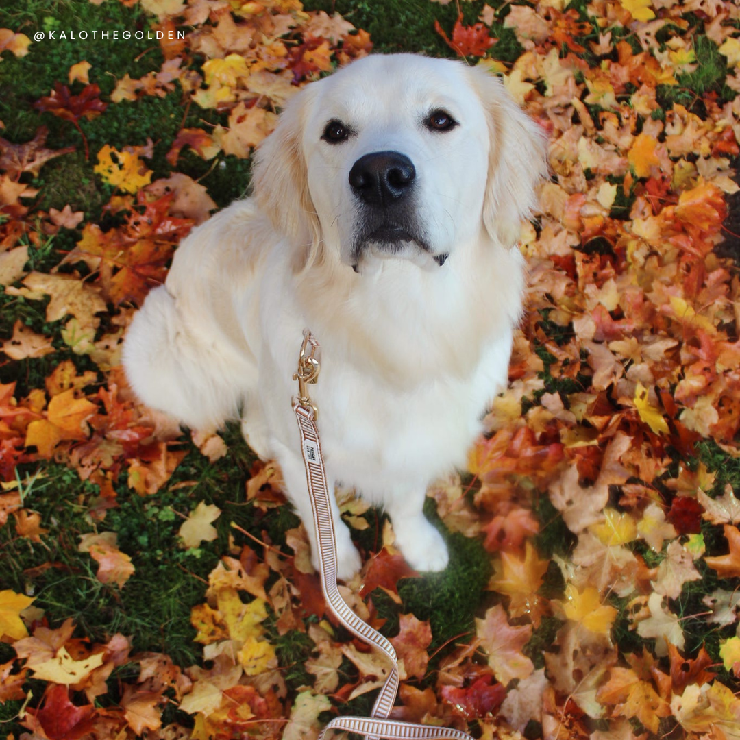 Ivory Spice Dog Lead