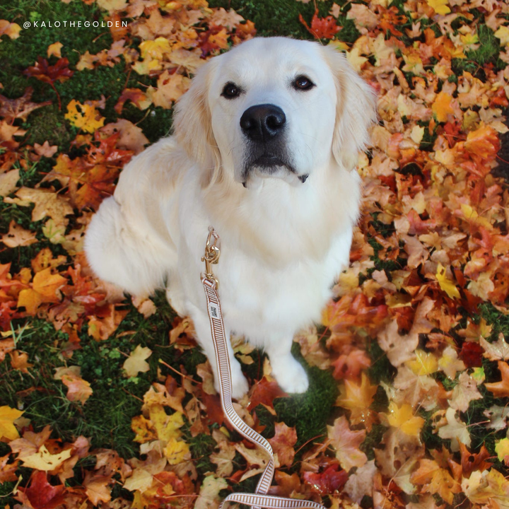 Ivory Spice Dog Lead