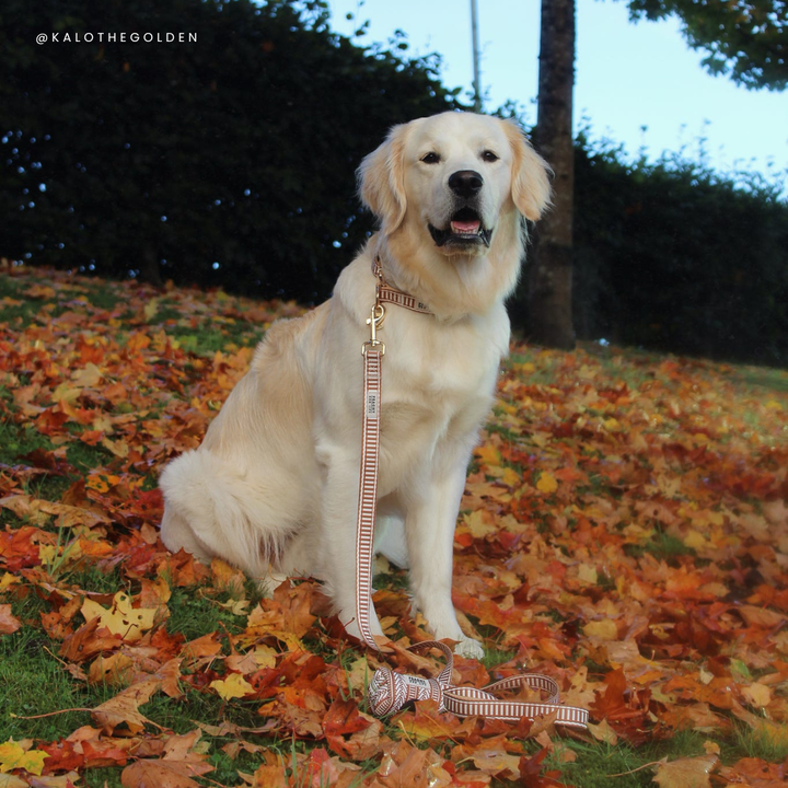 Ivory Spice Dog Lead