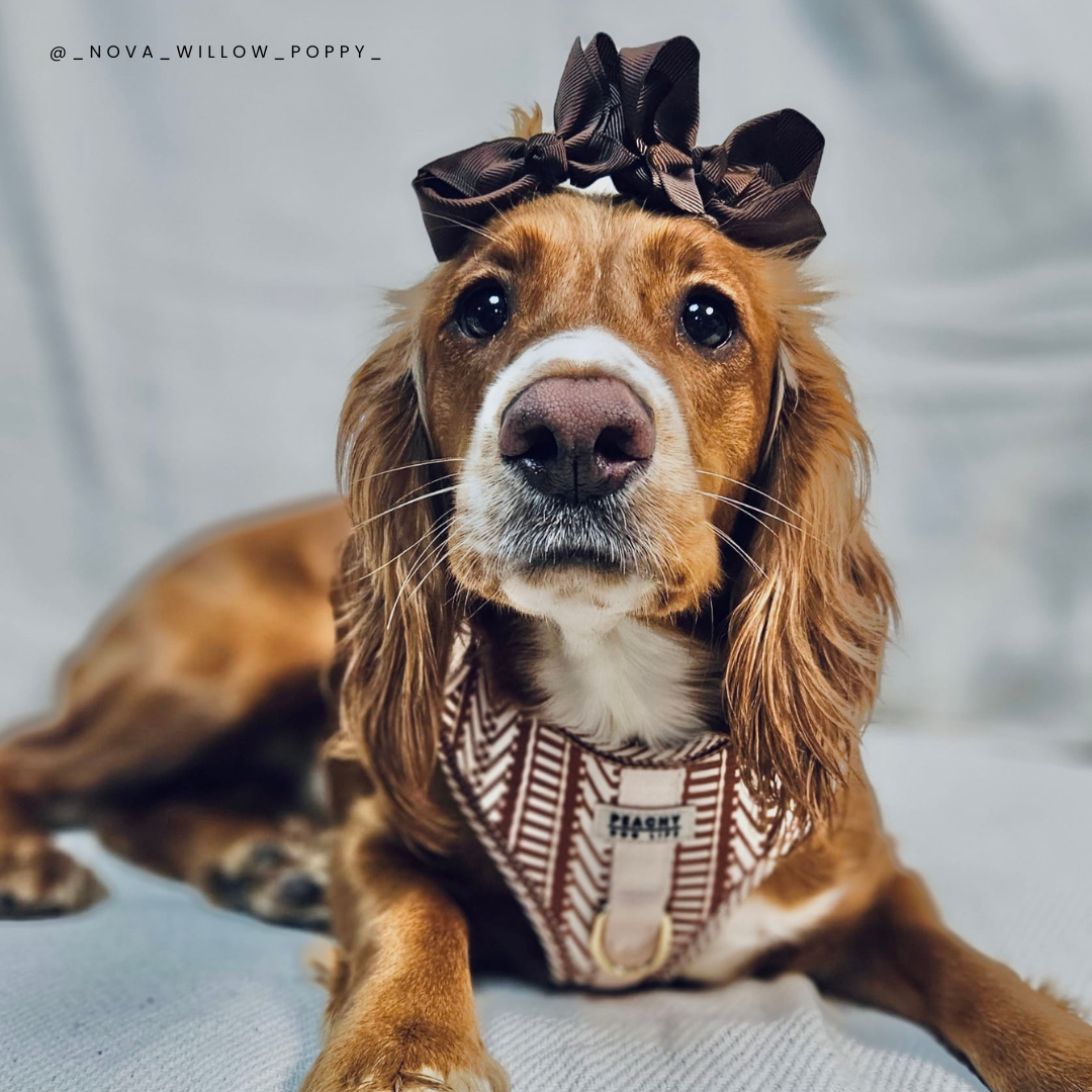 Ivory Spice Adjustable Dog Harness