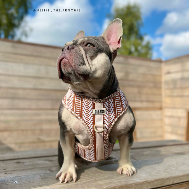Ivory Spice Adjustable Dog Harness