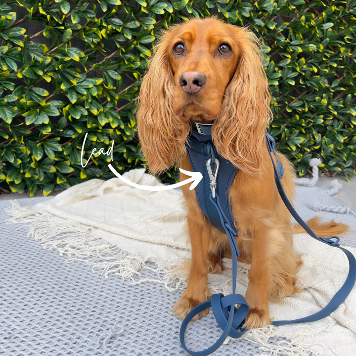 Wipeable dog lead navy